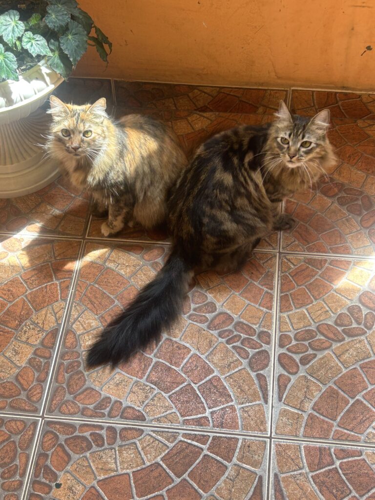 dos gatitas viendo a la cámara 