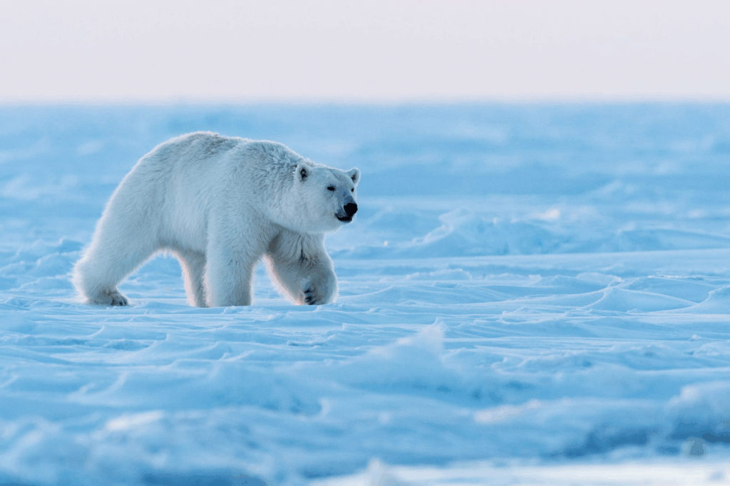 oso polar muriendo de hambre